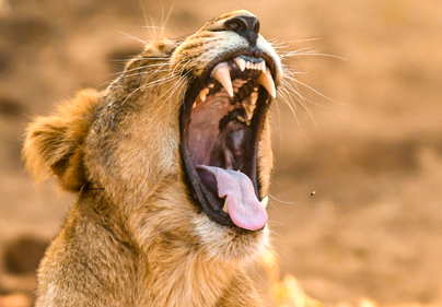 Wildlife Tours Package