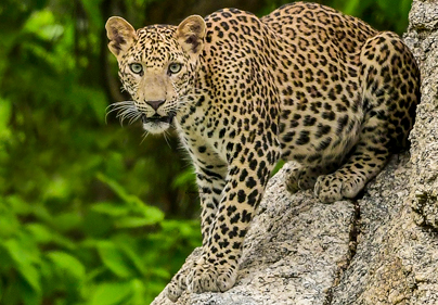 Wildlife Tours Package