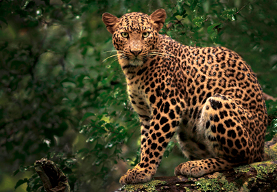 Wildlife Tours Package