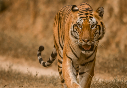 Wildlife Tours Package