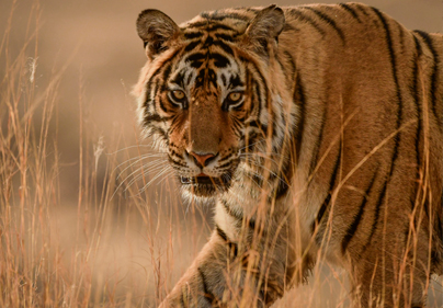 Wildlife Tours Package