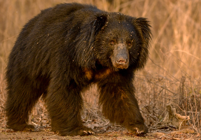 Wildlife Tours Package