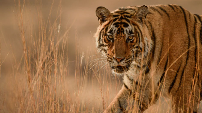 What we are Offering?