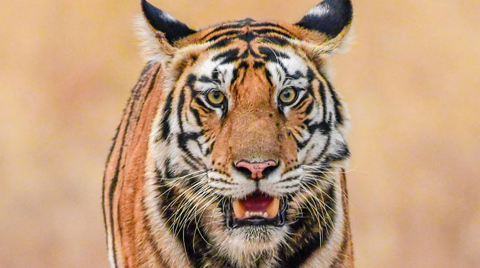 Wildlife Tours Packages